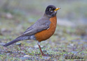 Turdus migratorius